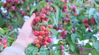Erkek eli sonbahar yapraklarına ve küçük meyveli elma çeşitlerine dokunur. Mevsimlik konsept, meyve bahçesi bakımı.