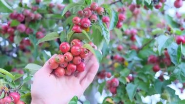 Erkek eli sonbahar yapraklarına ve küçük meyveli elma çeşitlerine dokunur. Mevsimlik konsept, meyve bahçesi bakımı.