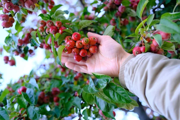 Männliche Hand Streift Herbstblätter Und Kleinfruchtige Apfelsorten Konzept Saisonal Obstanbau — Stockfoto