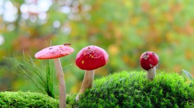 Akıllı telefon, sonbahar bahçesinde çay masasında boş bir siyah ekran, fincanda kahve, açık hava çay partisi konsepti, modern aletlerin kullanımı.