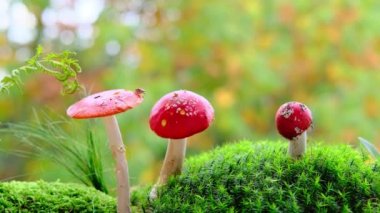 Tüylü yeşil yosun, kırmızı sinekler, sonbahar yaprakları, arka planda güzel bulanık doğal manzara, orman havası, yaprak düşüşü.