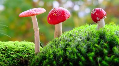 Tüylü yeşil yosun, kırmızı sinekler, sonbahar yaprakları, arka planda güzel bulanık doğal manzara, orman havası, yaprak düşüşü.