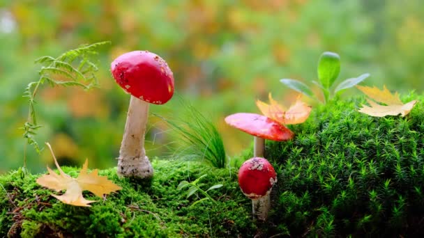 Musgo Verde Esponjoso Con Ácaros Mosca Roja Hojas Otoño Hermoso — Vídeos de Stock