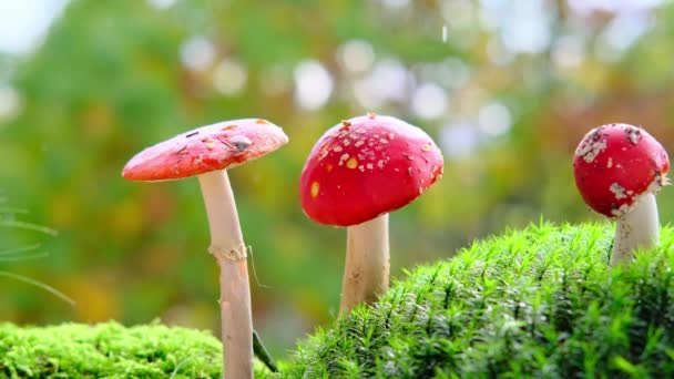 Flauschiges Grünes Moos Mit Roten Fliegenpilzen Herbstblätter Wunderschöne Verschwommene Naturlandschaft — Stockvideo