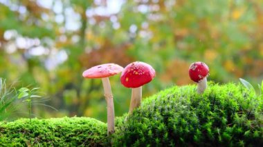  Tüylü yeşil yosun, kırmızı sinekler, arka planda güzel bulanık doğal manzara, orman havası, yaprak düşüşü.