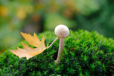 Tüylü yeşil yosun, Amanita falloides, sonbahar yaprakları, arka planda güzel bulanık doğal manzara, orman havası, yaprak düşüşü