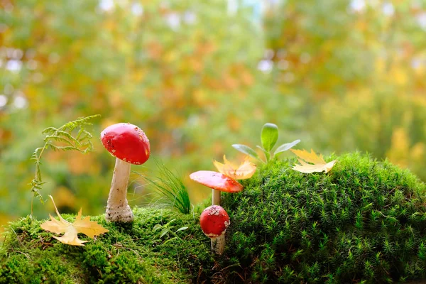 蓬松的绿色苔藓 有红色的果蝇 秋天的叶子 美丽而模糊的自然景观为背景 森林氛围的概念 树叶飘落 — 图库照片