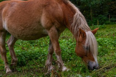 Beyaz benekli güzel kahverengi at. At fotoğrafçılığı, kırsal alanlar, çiftlik hayatı ve hayvan temaları, at fotoğrafçılığı, barışçıl otlatma, doğal ışık
