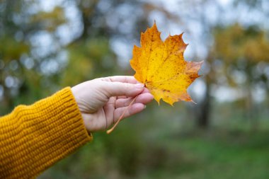 Parlak portakal yaprağı olan kadın eli, sonbahar mevsimi havası, ılık doğal renkler, güz yaprakları, çevre güzelliği, çevre, sıcak tonlar, botanik doğa konsepti, mevsimsel değişim