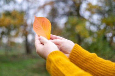 Parlak portakal yaprağı olan kadın eli, sonbahar mevsimi havası, ılık doğal renkler, güz yaprakları, çevre güzelliği, çevre, sıcak tonlar, botanik doğa konsepti, mevsimsel değişim