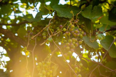 Asma dallarında olgunlaşan yeşil üzümler güneş ışığı altında, taze tropikal meyve, doğal organik tarım, sağlıklı yaşam tarzı, canlı yaz hasadı, açık hava bahçesi