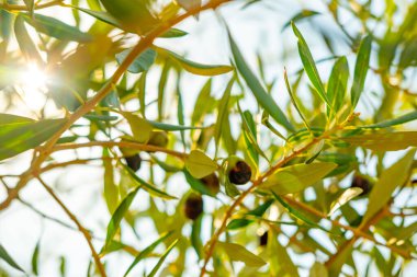 Güneş ışığı altında olgunlaşan yeşil zeytinler, zeytin yağı üretimi, taze Akdeniz meyvesi, doğal sağlıklı tarım, güneş ışığı, organik tarım, mevsimsel hasat
