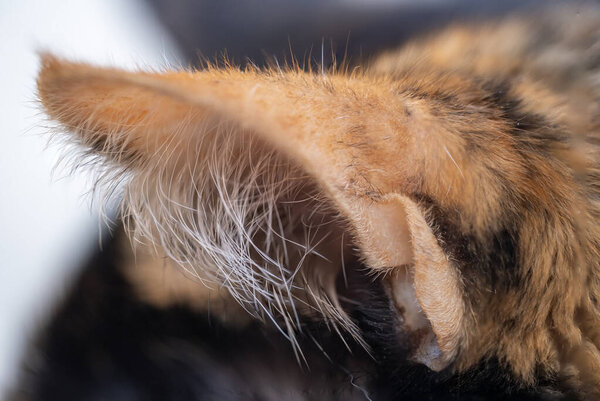 крупным планом ухо домашней кошки, острым чувством слуха кошки, инстинктом и сложной биологией органов чувств животных, темами биологии, зоологии, ушных инфекций, ветеринарным уходом и концепцией здоровья домашних животных