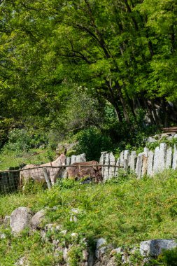 donkey, foal Equus asinus, Equus africanus asinus, rustic scene with donkey feeding on fresh pasture on sunny day, Farm Animal Portrait, symbol stubbornness, stupidity