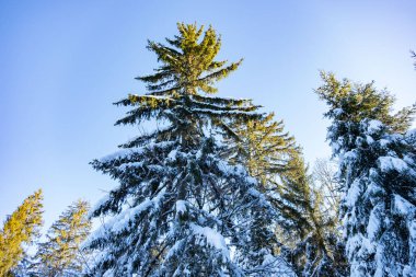 Beautiful snowy pine trees in winter forest landscape in French Vosges mountains, covered with white frost, natural scenic view, serene cold season atmosphere, outdoor frosty nature background