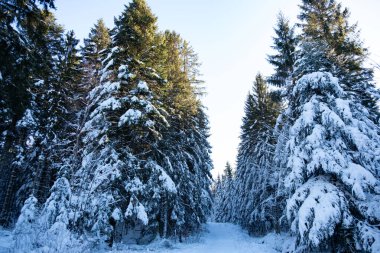 Beautiful snowy pine trees in winter forest landscape in French Vosges mountains, covered with white frost, natural scenic view, serene cold season atmosphere, outdoor frosty nature background