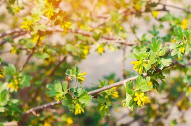 taze yeşil genç dalları ve Frenk üzümü yapraklar, bahar, bir yeşil çalı kavramı. çiçekli frenk üzümü