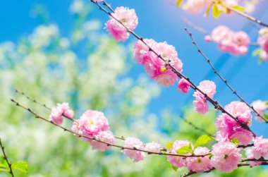 pembe ve mavi gökyüzü ile bahar çiçekleri pembe bush. doğal duvar kağıdı. Bahar kavramı. arka plan tasarımı için. Kiraz Sakura