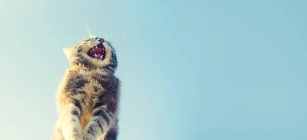 Feliz Engraçado Sorri Gato Cinza Fundo Azul Luz Sol Gato — Fotografia de Stock