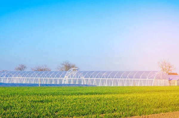seralarda fidan bitkileri, meyve, sebze, çiftçiler, tarım arazileri, tarım, kırsal alanlarda, agro-endüstriyel kompleks için borç verme için alanı. Kış bitkileri. seçici odak