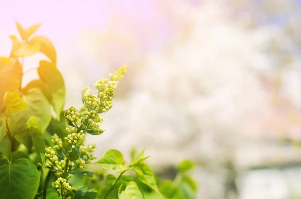 Flores Lilás Brancas Jardim Lugar Para Texto Papel Parede Natural — Fotografia de Stock