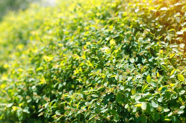 Ouriço Arbusto Verde Dia Ensolarado Fundo Para Design Papel Parede — Fotografia de Stock