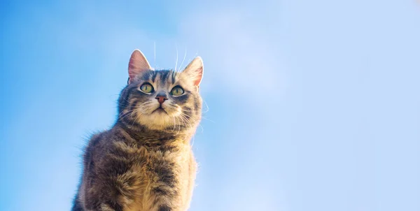 Schöne Graue Katze Auf Blauem Hintergrund Sonnenlicht Katze Himmel Ein — Stockfoto