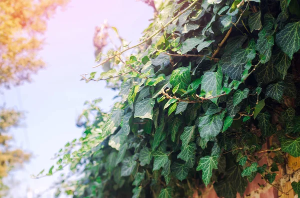 Ivy Textuur Close Groene Muur Close Achtergrond Voor Ontwerp Hedera — Stockfoto