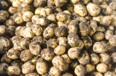 taze genç sarı patates alan yakın çekim, tarım, tarım, sebze, çevre dostu ürün, iyi hasat. seçici odak