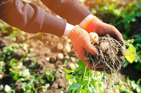 çiftçi elinde bir çalı genç sarı patates, hasat, taze sebze, agro-kültür, tarım, yakın çekim, iyi hasat, detoks, vejetaryen yemek tutar