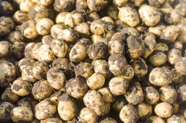 Frische Junge Gelbe Kartoffeln Auf Dem Feld Aus Nächster Nähe — Stockfoto