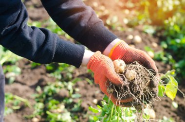 çiftçi elinde bir çalı genç sarı patates, hasat, mevsimlik çalışma alanı, taze sebze, agro-kültür, tarım, yakın çekim, iyi hasat, detoks, vejetaryen yemek tutar