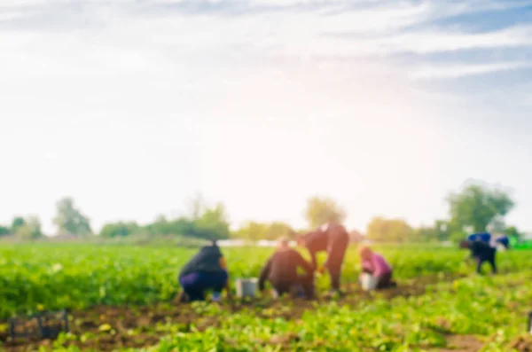 Werknemers Werken Het Veld Oogsten Handenarbeid Landbouw Landbouw Agro Industrie — Stockfoto