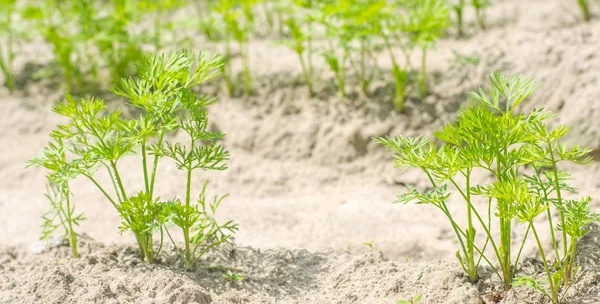 若いニンジンは 土壌のクローズ アップで育ちます 環境に優しい農産物 デトックス 新鮮な野菜 菜食主義の食糧 — ストック写真