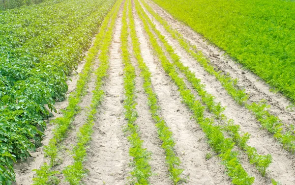 田野中的蔬菜排 农业的景观 绿色的马铃薯和胡萝卜在土壤中生长 农产工业 新鲜蔬菜 作物成熟 — 图库照片