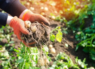 çiftçi elinde bir çalı genç sarı patates, hasat, mevsimlik çalışma alanı, taze sebze, agro-kültür, tarım, yakın çekim, iyi hasat, detoks, vejetaryen yemek tutar