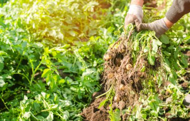 çiftçi elinde bir çalı genç sarı patates, hasat, mevsimlik çalışma alanı, taze sebze, agro-kültür, tarım, yakın çekim, iyi hasat, detoks, vejetaryen yemek tutar