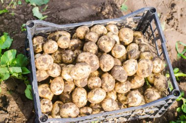 taze genç sarı patates bir kutusunda alan yakın çekim, tarım, tarım, mevsimlik çalışma, sebze, çevre dostu ürün, iyi hasat. seçici odak
