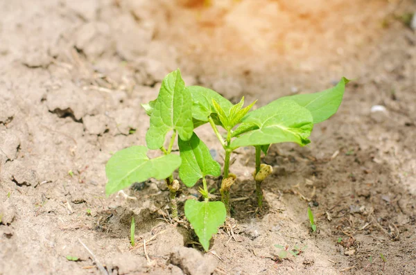 A bush of young kidney beans with seeds grows in the soil on the field. fresh vegetable, organic food. family of legumes. young shoots. agro-culture, farming, close-up, detox, vegetarian food