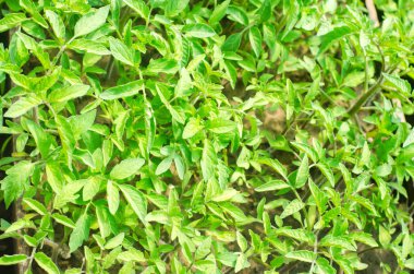 Genç yeşil fidan domates, tarım, tarım, sebze, çevre dostu tarım ürünleri, agroindustry, yakın çekim alanında, nakil için hazır