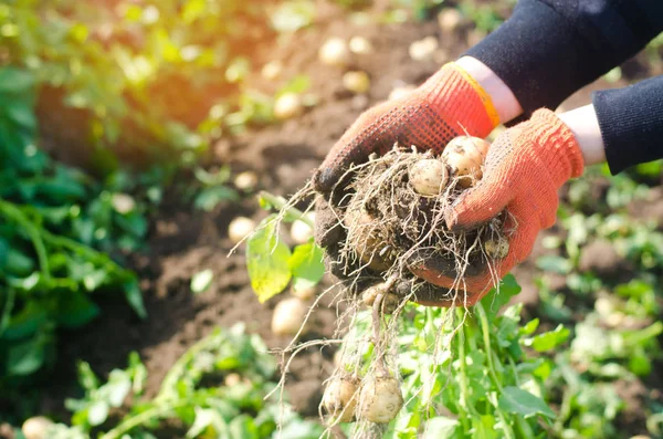 Agricultor Segura Suas Mãos Arbusto Batatas Amarelas Jovens Colheita Trabalho — Fotografia de Stock