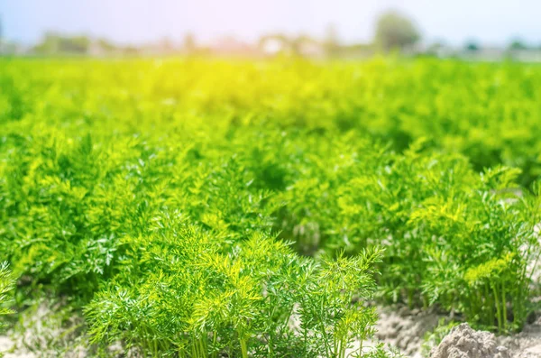 若いニンジンは 土壌のクローズ アップで育ちます 環境に優しい農産物 デトックス 新鮮な野菜 菜食主義の食糧 — ストック写真