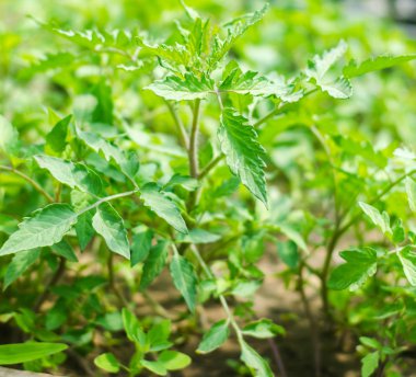 Genç yeşil fidan domates, tarım, tarım, sebze, çevre dostu tarım ürünleri, agroindustry, yakın çekim alanında, nakil için hazır