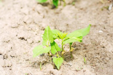 Toprak sahada genç barbunya fasulyesi tohumu ile bir çalı yetişir. taze sebze, organik gıda. baklagiller ailesinin. Genç sürgünler. Agro-kültür, tarım, yakın çekim, detoks, vejetaryen yemek