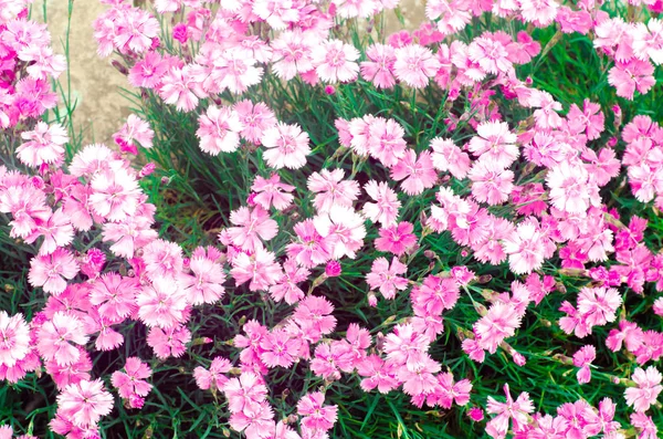 Beautiful Spring Flowers Rose Maiden Pinks Growing Garden Sunny Day — Stock Photo, Image
