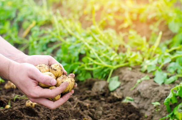 фермер держит в руках молодую желтую картошку, уборку урожая, сезонную работу в поле, свежие овощи, агрокультуру, земледелие, крупный план, хороший урожай, детоксикацию, вегетарианскую пищу
