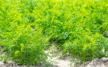 Genç bir havuç toprak yakın çekim büyür. Tarım, çevre dostu tarım ürünleri, detoks, taze sebze, vejetaryen yemek