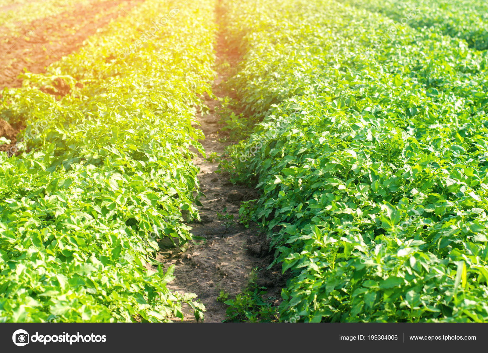 Vegetable Rows Potatoes Field Farming Agriculture Vegetables Eco