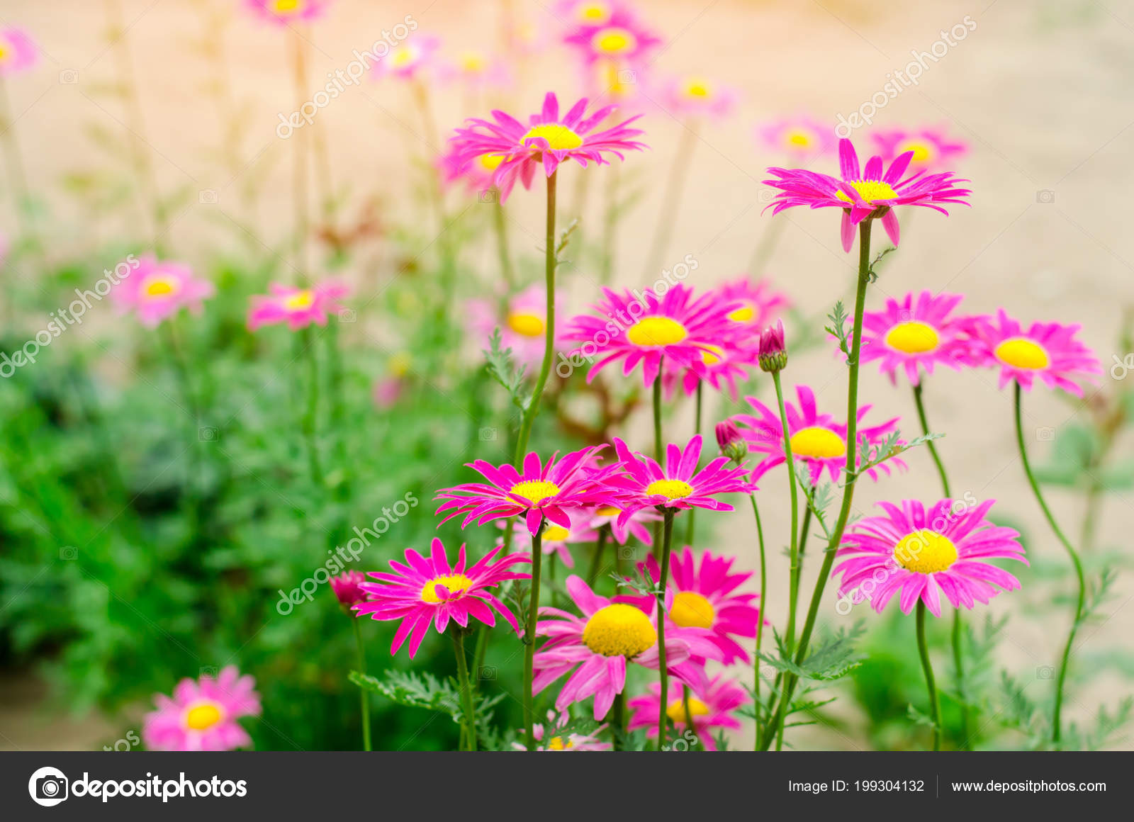 Background Daisies Desktop Pink Daisies Garden Natural
