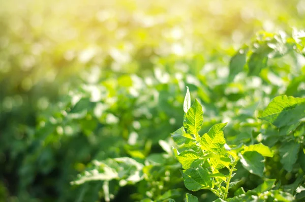 Bush bitki genç patates alanında büyüyen tarım, tarım, sebze, çevre dostu tarım ürünleri, agroindustry, mineral gübreler, portre